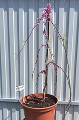 Teofrast Церцис Канадский Lavender Twist Cercis canadensis