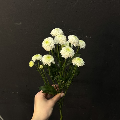 Хризантема сантини Дориа 50 см 1 шт