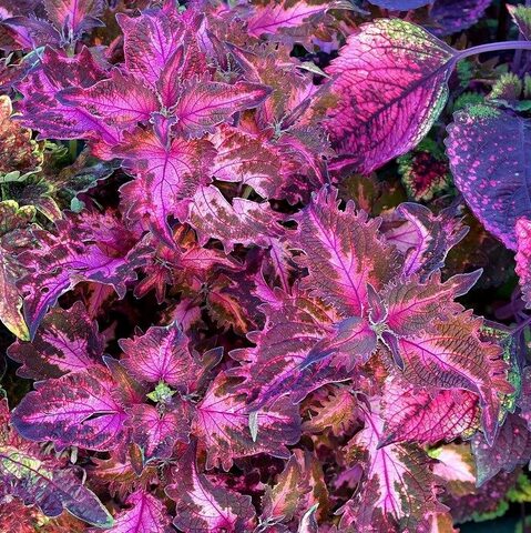 Дарина Тай колеус