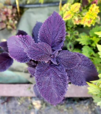 Manhattan Тай колеус КСР