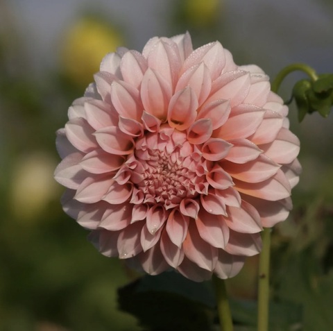 Георгин Пичез (Peaches and Cream)