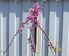 Teofrast Церцис Канадский Lavender Twist Cercis canadensis