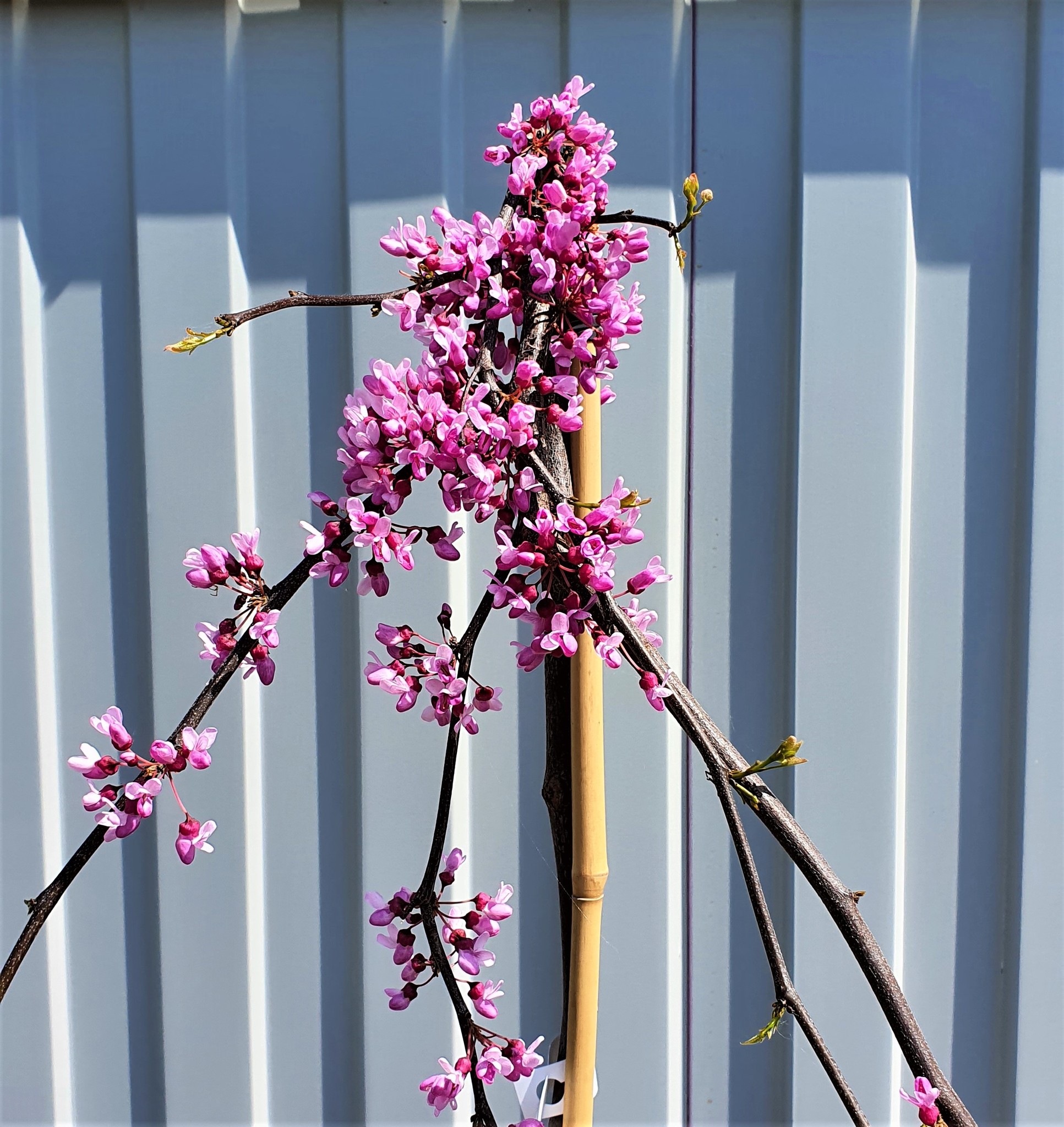 Церцис Канадский Lavender Twist Cercis canadensis