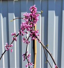 Teofrast Церцис Канадский Lavender Twist Cercis canadensis