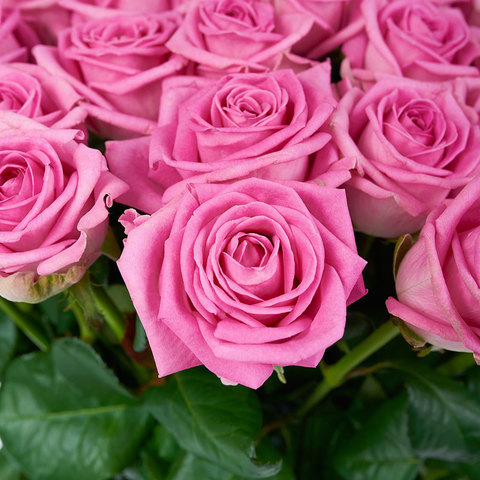 Розы розовые Aqua от 7шт