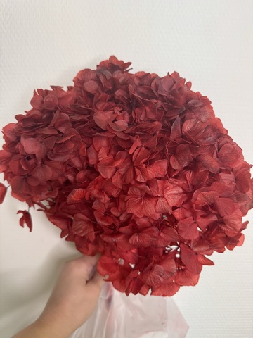 Гортензия стаб. крупнолистовая Темно-красный