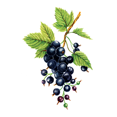 Сироп Черная Смородина ProffSyrup