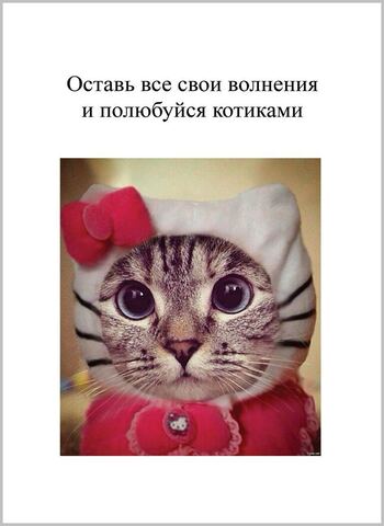 Многостраничная открытка с котиками | ППС