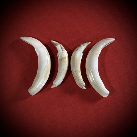 Клыки кабана