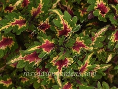 Pinkplosion колеус КСР