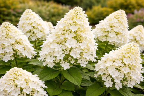 Гортензия метельчатая 