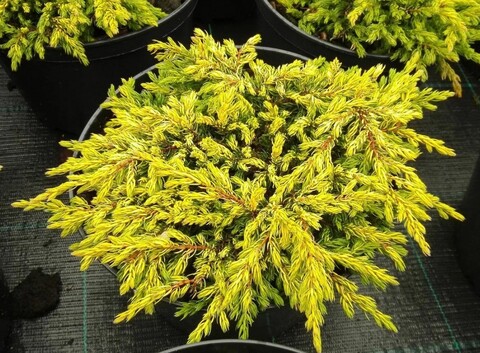 Можжевельник обыкновенный Голд Шатц