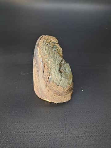 Бивень мамонта для коллекции