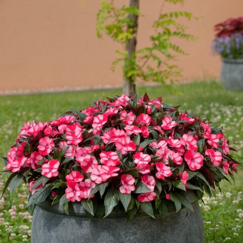 1173 Бальзамин НГ Odyssey Compact Sphinx (Весна 2026)