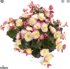 1253 Бегония BK COLLECTION GLORY BICOLOUR (Весна 2026)