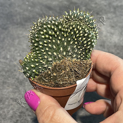 Опунция Фулгида Кристата d5