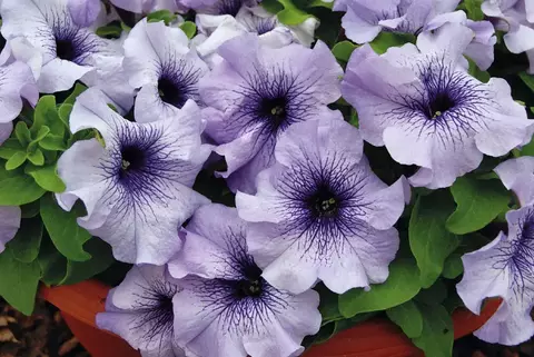 S60149 Петуния кустовая Grandiflora Limbo GP Blue veined 100 шт.
