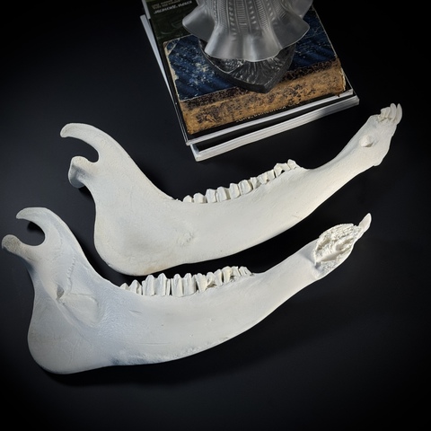 Челюсть быка