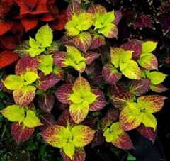 Penchan Тай колеус КСР