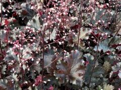 Гейхера Black Taffeta (Блэк Таффита)