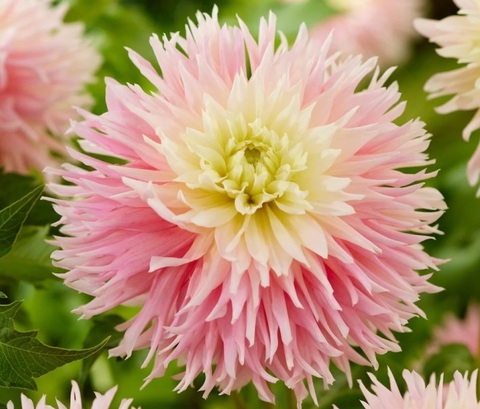 Георгин Молодожены (Just Married)