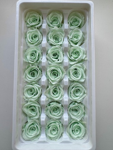 Роза 2-3 см класса 