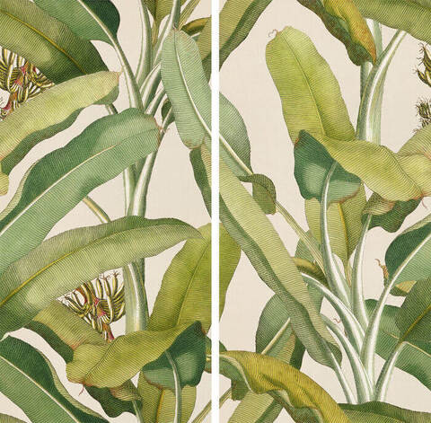 41zero42 Paper41 Pro Musa 50x100