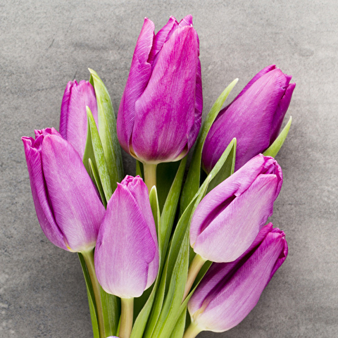 Тюльпаны пурпурные от 9шт