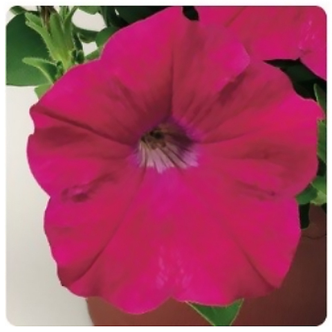 S57124 Петуния ампельная Hang Out Deep Rose 5 шт.