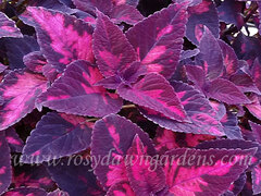 Morgan Le Fay колеус КСР