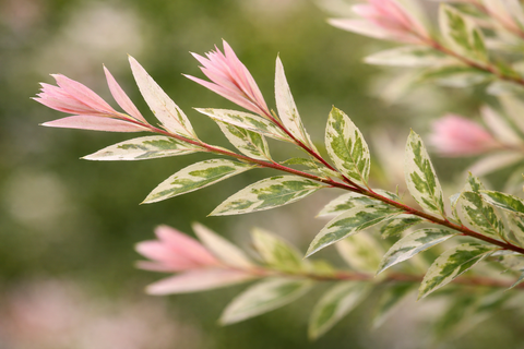 Ива цельнолистная 