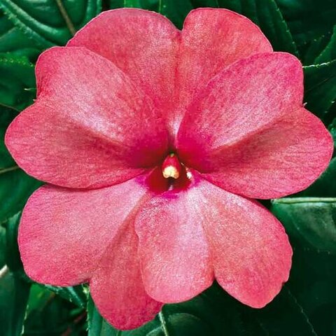 1192 Бальзамин НГ ColorPower Rose (Весна 2026)