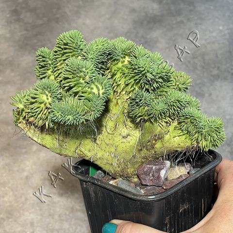 Седум отогнутый Кристатум d9