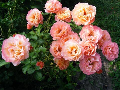 Кубана(Cubana)