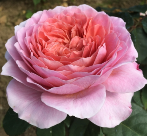 Роза чайно-гибридная Айсфогель