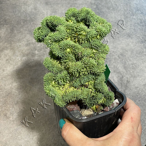 Седум отогнутый Кристатум d9