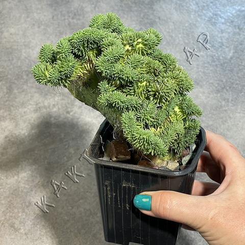 Седум отогнутый Кристатум d9