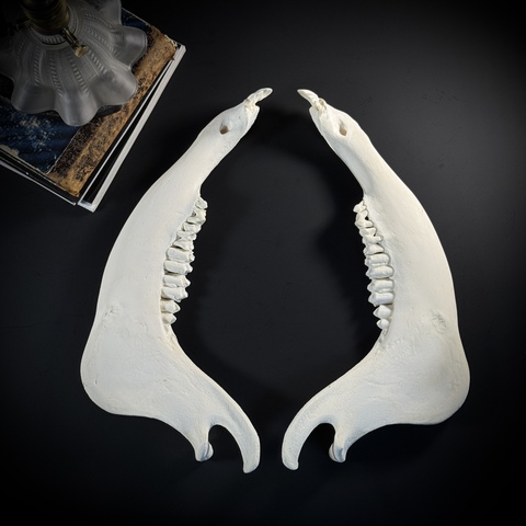 Челюсть быка