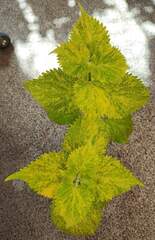 Lemon Candies Тай колеус КСР