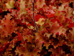 Гейхера Orangeberry (Оранжберри)