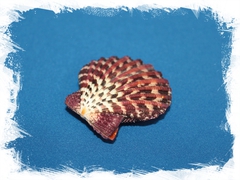 Ракушка морского гребешка Глорипаллиум паллиум (сдвоенная, склеена), 4-5см, 1шт