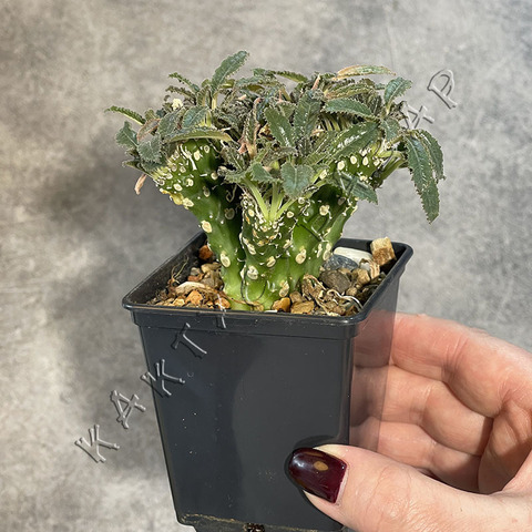 Дорстения Кристата d8