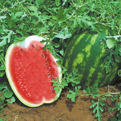 Топ ган F1 семена арбуза (Syngenta / Сингента)