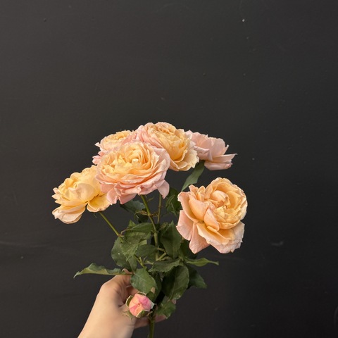 Роза пионовидная кустовая Darlington 50 см