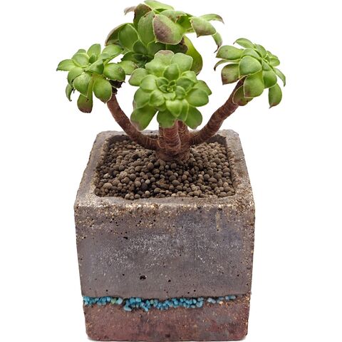 Суккулент Эониум Элис