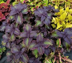 Plum Frost колеус КСР