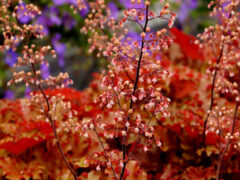 Гейхера Orangeberry (Оранжберри)