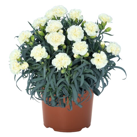 1641 Гвоздика Oriental Lemon Ice (Весна 2026)