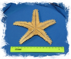 Звезда шерифа 14 - 15 см