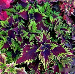 Мистика колеус